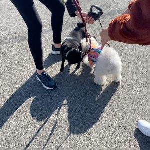 1 March Selena is out with Winnie for a walk via  Liz Golden’s Instagram Story