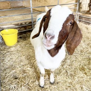 15 February the goat in Norfolk, UK was named after Selena!